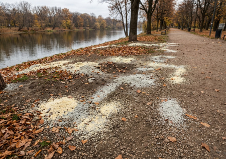 В Кузбассе произошла массовая гибель птиц