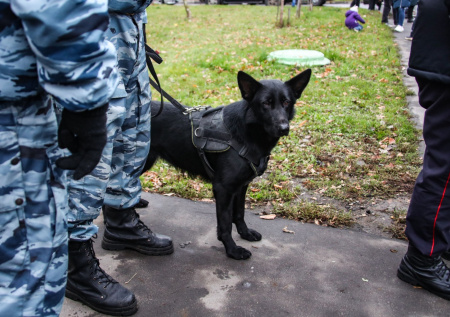 Пропавшую в Красногорском округе школьницу нашли живой