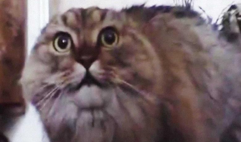 NONONONO Cat
