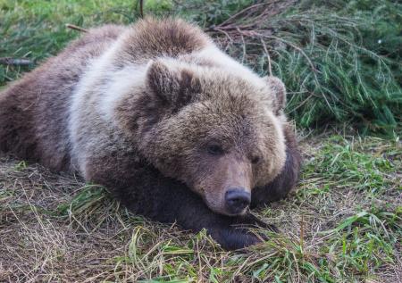 Волонтеры спасли медвежонка от «фотобизнесменов» в Дагестане