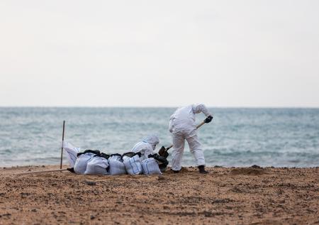 Стало известно, сколько дельфинов погибло после разлива мазута