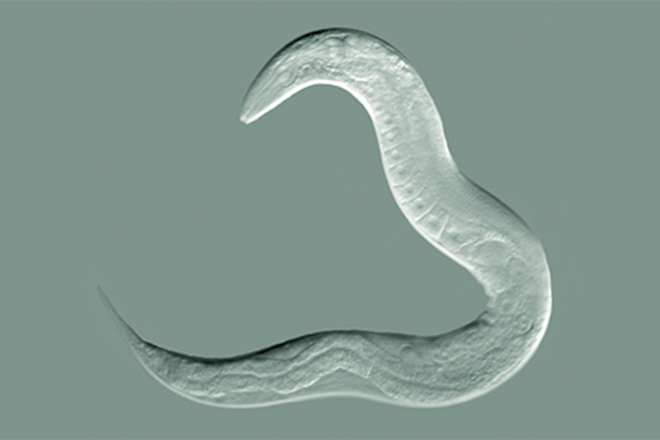 Червь C. elegans