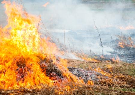 Дачникам назвали крайне токсичное вещество, выделяемое горящей травой
