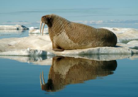 WWF запускает проект по сохранению моржей на Оранских островах