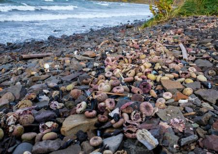 ДВФУ опроверг версию с утечкой ракетного топлива в водах Камчатки