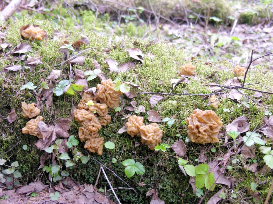 Гриб-баран, или грифола курчавая (Grifola frondosa)