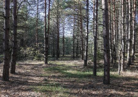 Установлено точное место падения самолета в Подмосковье