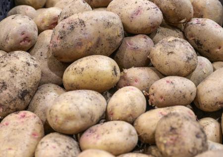 Нашествие саранчи может ударить по продуктовой корзине россиян