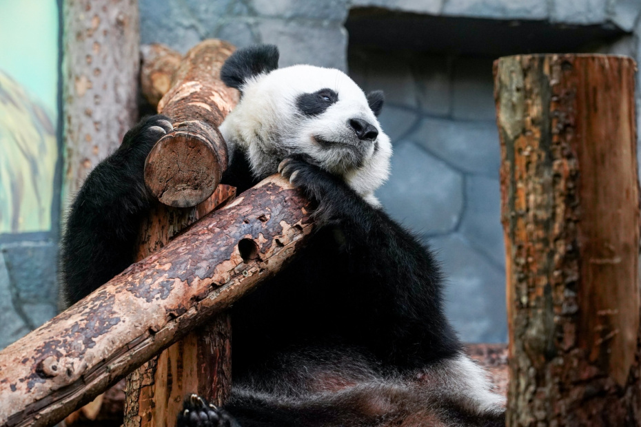 Панда Катюша в Московском зоопарке: последние новости 5 декабря, видео