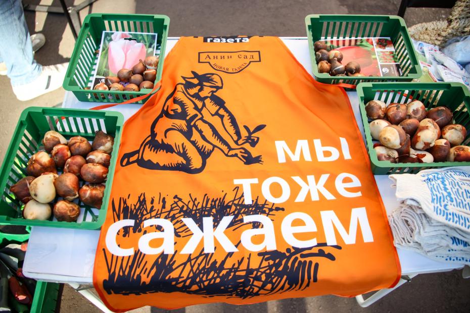 Луковицы для посадки