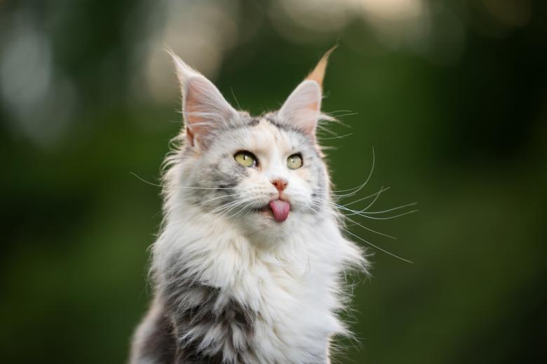 Кошка породы мейн-кун