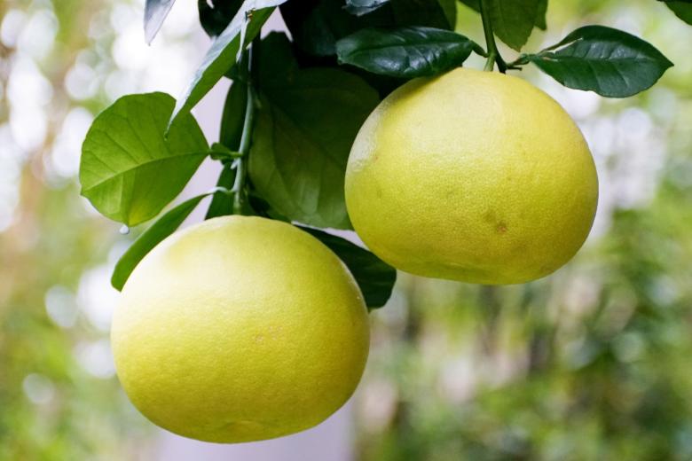 Свити — описание продукта, как выбирать, как готовить