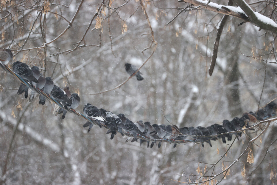 Снегопад в Москве
