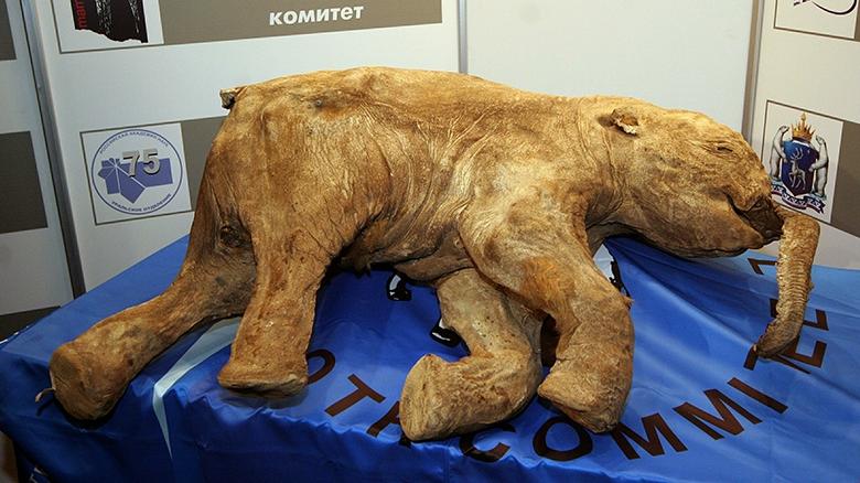 Мамонтёнок Люба