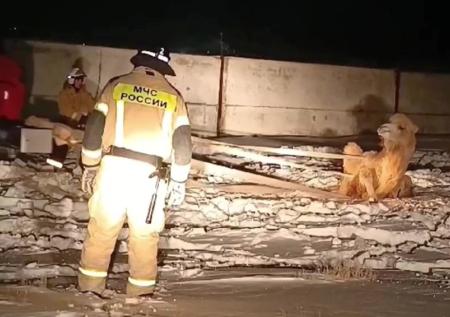 Спасение упавшего в колодец на Байконуре верблюда попало на видео