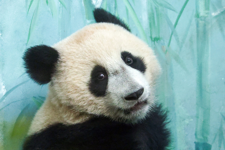 Панда Катюша