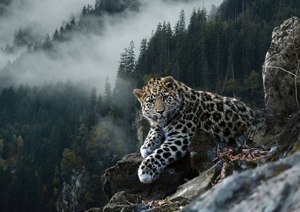 Нацпарк «Земля леопарда» показал охоту спасенного котенка Leo на мышь