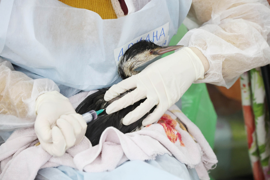 На Кубани прояснили ситуацию с гибелью спасенных из мазута птиц