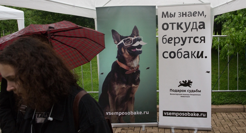 Для того чтобы забрать собаку, будущий владелец должен был пройти собеседование с представителями приюта