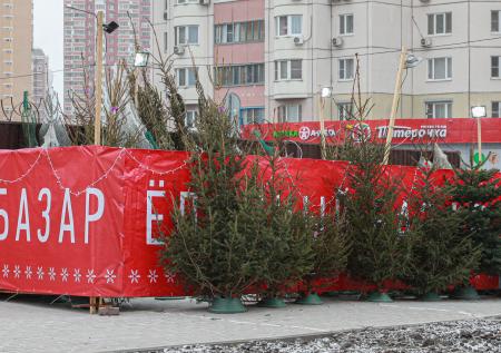 Преимущества живой ёлки перед пластиковой назвали в ФРГ