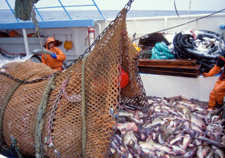 Россия начала поставлять рыбу в одну из стран БРИКС