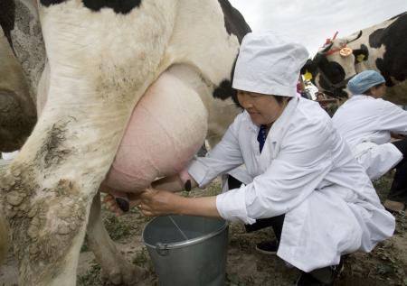 В Китае впервые клонировали высокопродуктивную корову