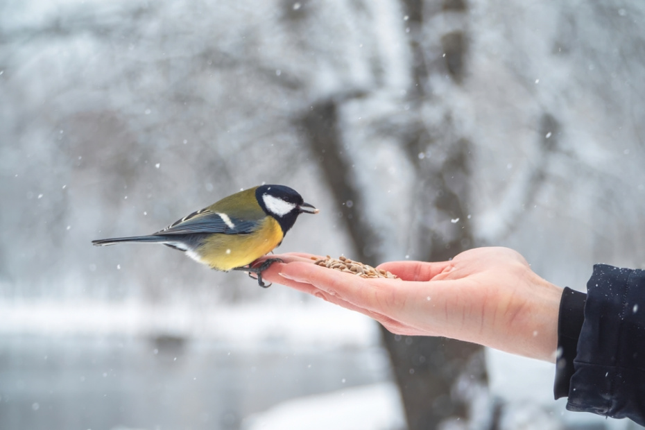 Приметы на 5 февраля: зачем искать белок и кричащих синиц