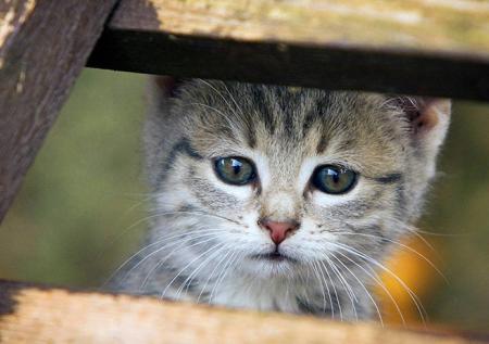 Убийцам котёнка грозит тюрьма