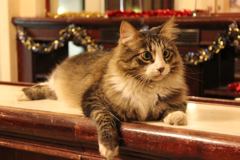 Кот Митя — четвероногий хранитель петербургского джаза — живёт в Филармонии джазовой музыки