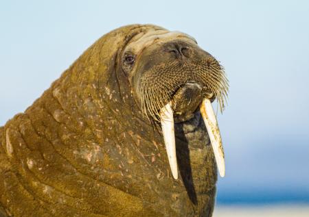 Моржи облюбовали берег моря на севере России и попали на видео