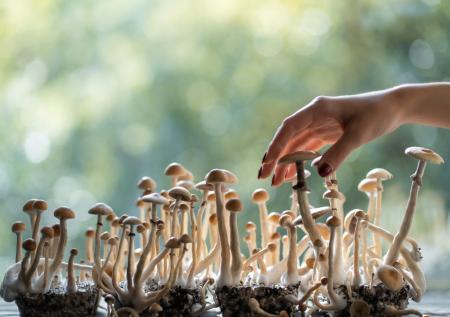 Какие грибы из Красной книги нельзя собирать по закону: фото, названия