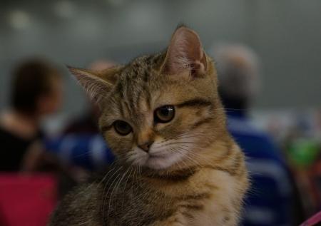 Росгвардеец спас кота из горящего дома в Улан-Удэ