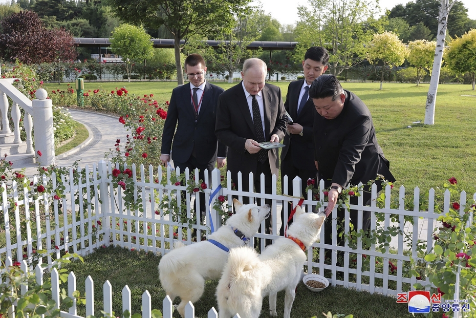 Собаки северокорейской породы пхунсан, которых подарил президенту России лидер КНДР Ким Чен Ын