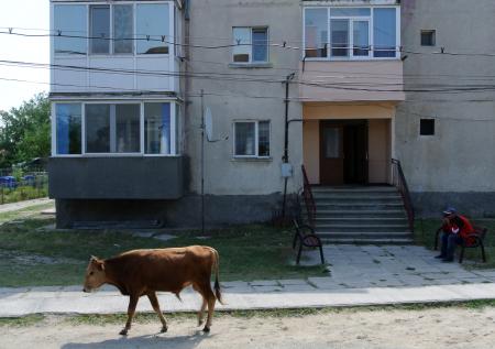 В России появилась первая штрафстоянка для коров 