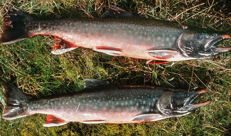 Арктический голец