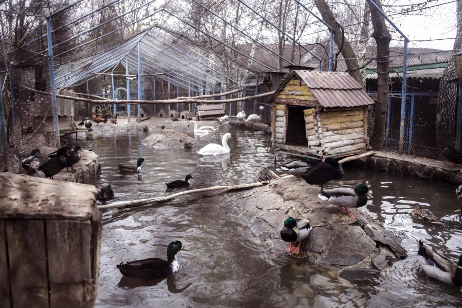 территория зоопарка