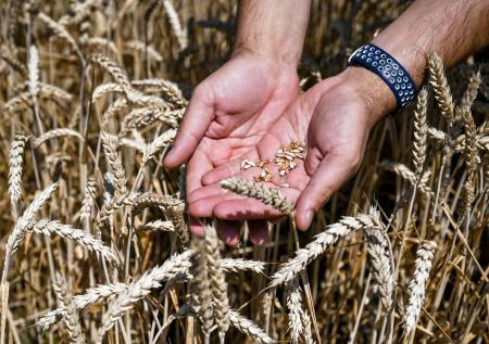 Песков прокомментировал возможное продление продуктовой сделки