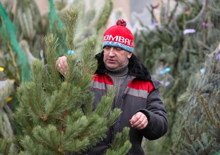 Россиянам перечислили нюансы при возврате живой елки по гарантии