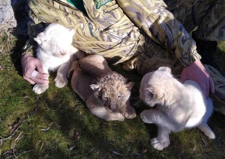 Разноцветные львята впервые родились в крымском парке «Тайган»