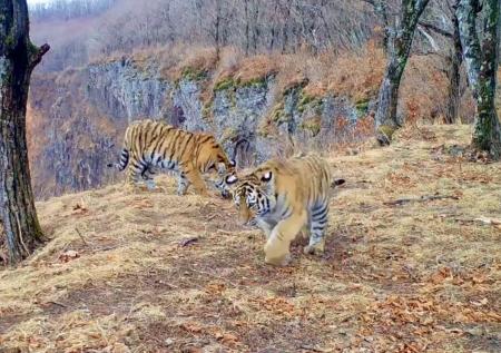 Прогулка пары амурских тигрят попала на видео