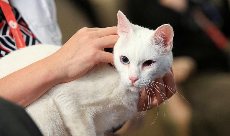 кот Ахилл