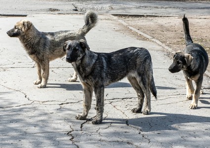 «Уберите с улиц собак-людоедов»: что не так с законом о бродячих животных