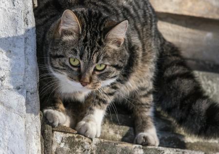 Цены на кошек в Интернете достигли миллионов рублей