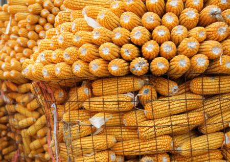 Испанию «завалили» украинской кукурузой