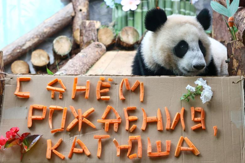 Праздничные мероприятия в честь первого дня рождения панды Катюши в Московском зоопарке