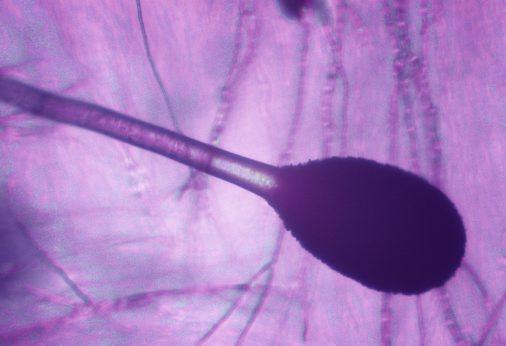 Aspergillus niger