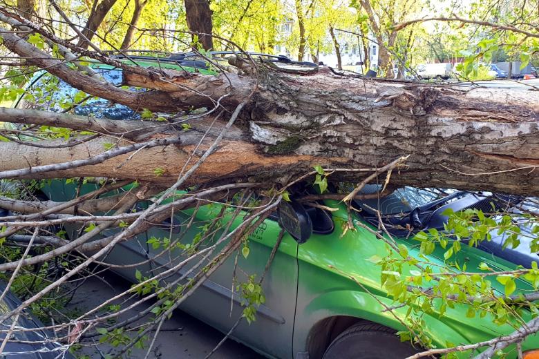 Последствия падения дерева во дворе дома
