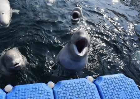 Из «китовой тюрьмы» в Охотское море выпустили ещё 14 белух