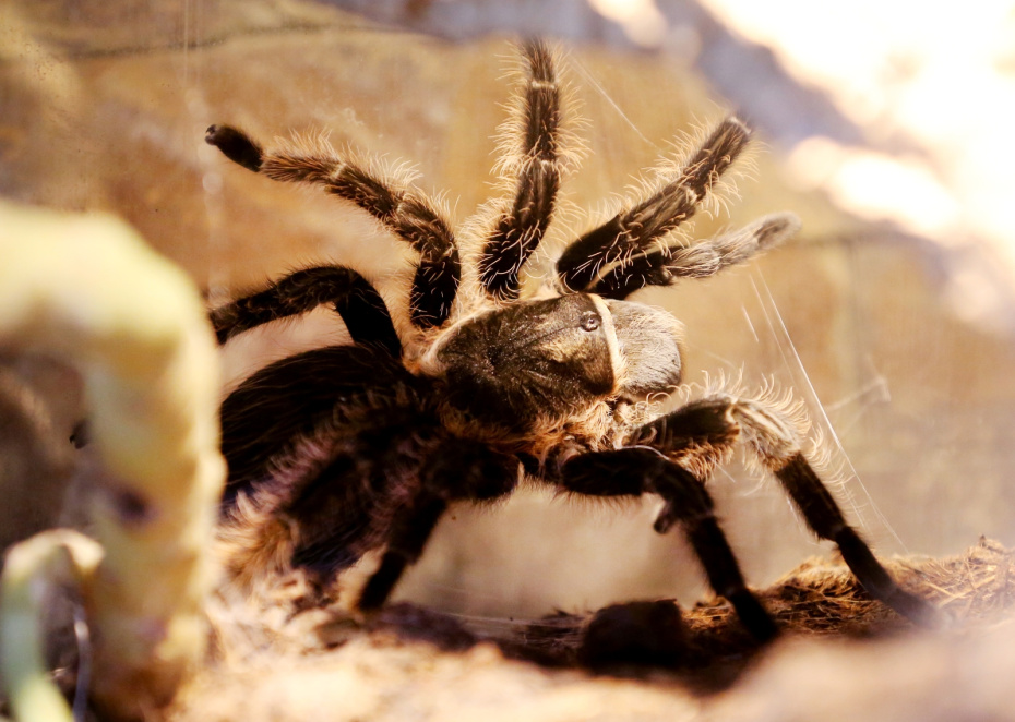 Подвид смертельно опасного паука назвали в честь актера фильмов Marvel