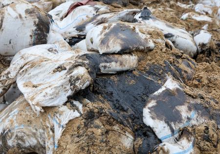 Мертвых дельфинов впервые нашли в Севастополе после крушения танкеров